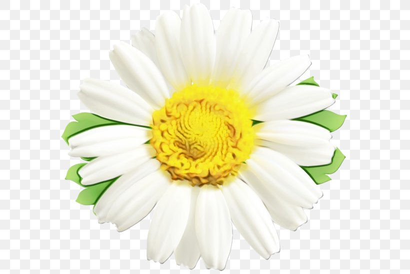 Flower Flowering Plant White Petal Barberton Daisy, PNG, 600x549px, Watercolor, Barberton Daisy, Chamomile, Cut Flowers, Flower Download Free