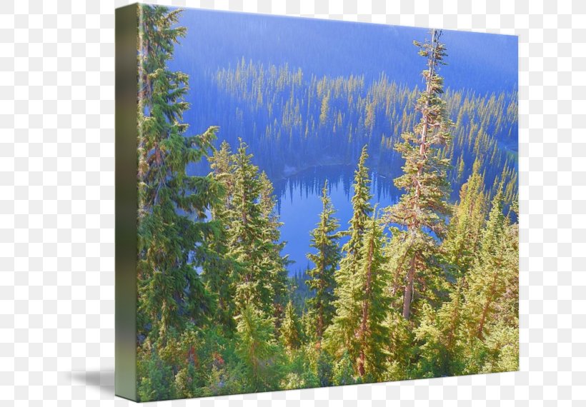 Larch Tropical And Subtropical Coniferous Forests National Park Vegetation Spruce-fir Forests, PNG, 650x570px, Larch, Biome, Conifer, Conifers, Ecosystem Download Free