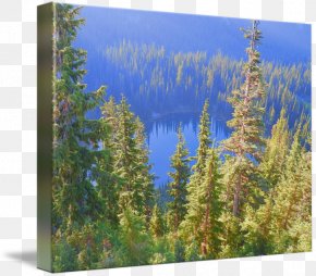 Forest - Larch Tropical And Subtropical Coniferous Forests National Park Vegetation Spruce-fir Forests PNG