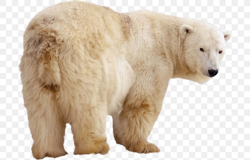 Polar Bear Stock Photography Kodiak Bear Arctic Eurasian Brown Bear, PNG, 699x526px, Polar Bear, American Black Bear, Arctic, Bear, Bears Download Free