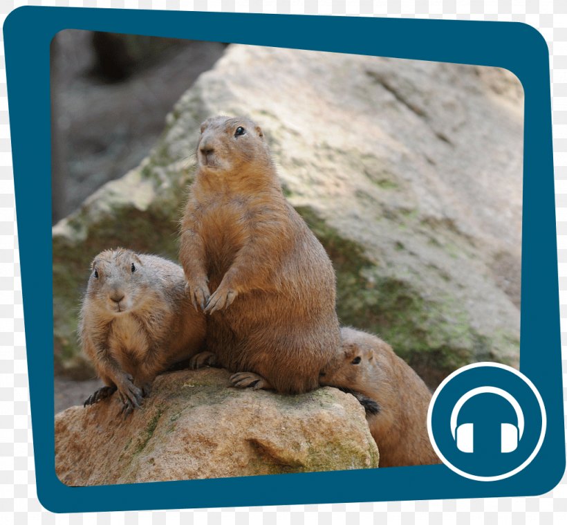 Prairie Dog Marmot Day Groundhog Day Animal, PNG, 1024x949px, Prairie Dog, Animal, Beaver, Fauna, February Download Free