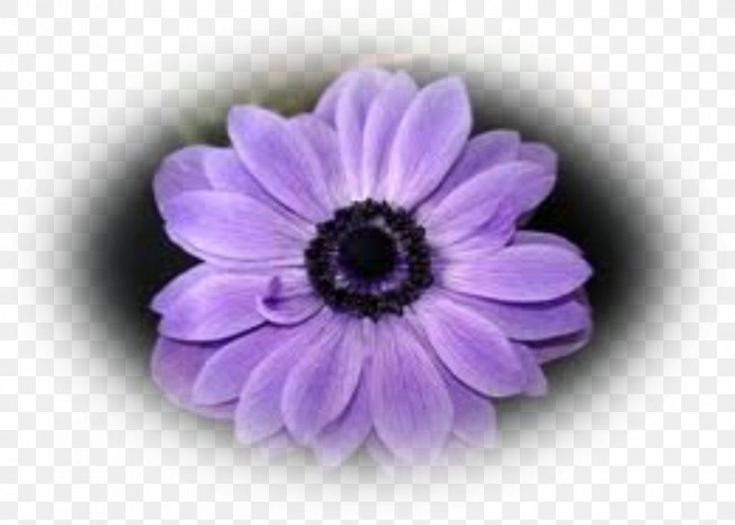 Transvaal Daisy Sea Anemone Violet Petal, PNG, 892x638px, Transvaal Daisy, Anemone, Daisy Family, Family, Flower Download Free