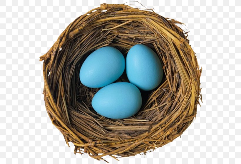 Edible Bird's Nest European Robin Bird Nest Bird Egg, PNG, 563x560px, Bird, American Robin, Bird Egg, Bird Nest, Brood Parasite Download Free