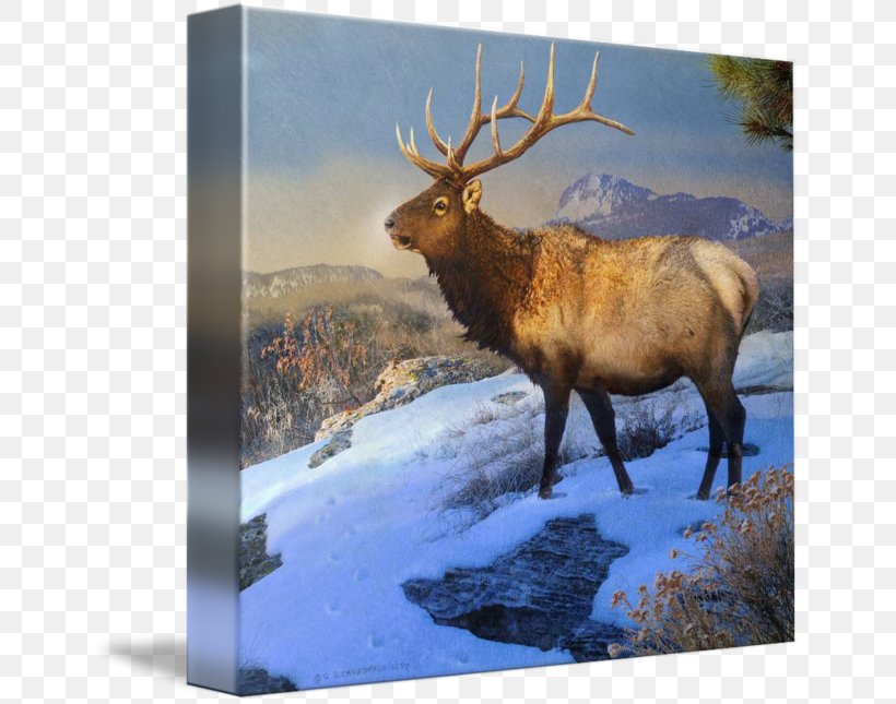 Elk Reindeer Antler Gallery Wrap, PNG, 650x645px, Elk, Animal, Antler, Art, Canvas Download Free