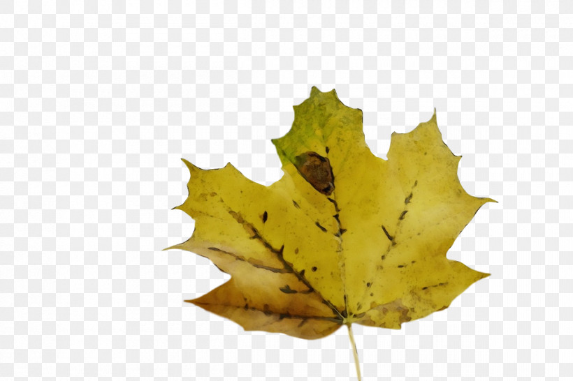 Leaf Maple Leaf / M Tree Biology Science, PNG, 1200x800px, Watercolor, Biology, Leaf, Maple Leaf M, Paint Download Free