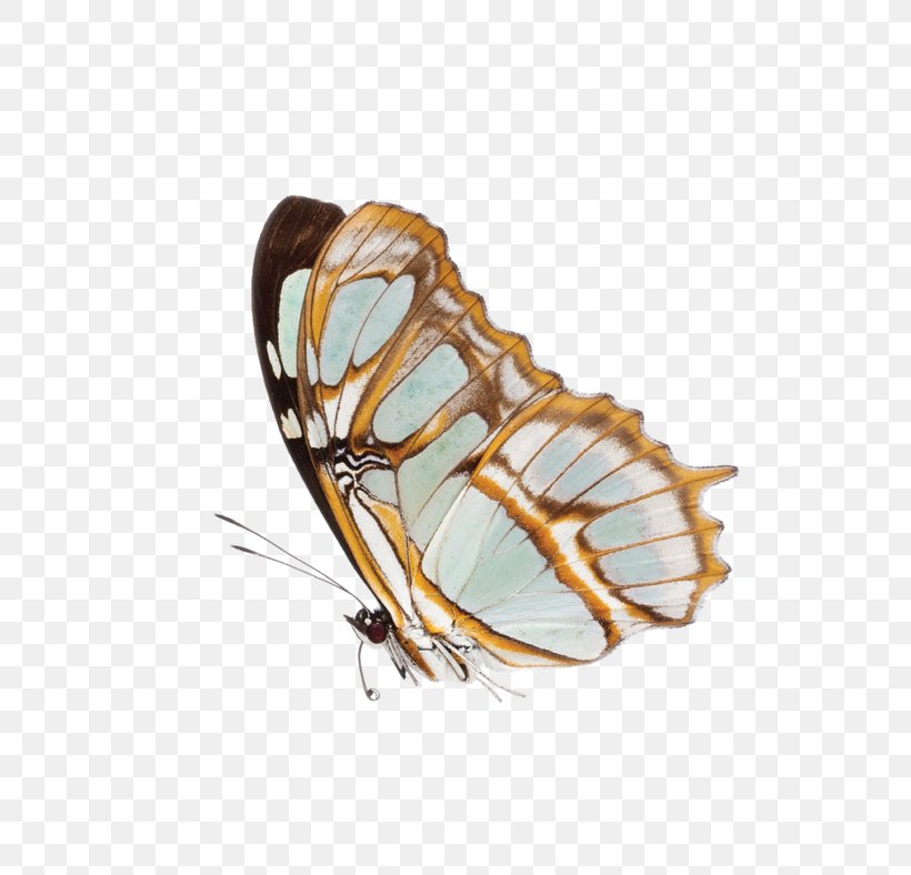 Monarch Butterfly Image Moth, PNG, 600x788px, Butterfly, Arthropod, Butterflies And Moths, Data, Data Compression Download Free