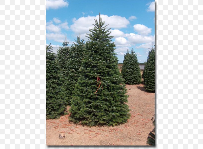Pine Fraser Fir Blue Spruce Evergreen Nordmann Fir, PNG, 600x600px, Pine, Biome, Blue Spruce, Christmas Tree, Conifer Download Free