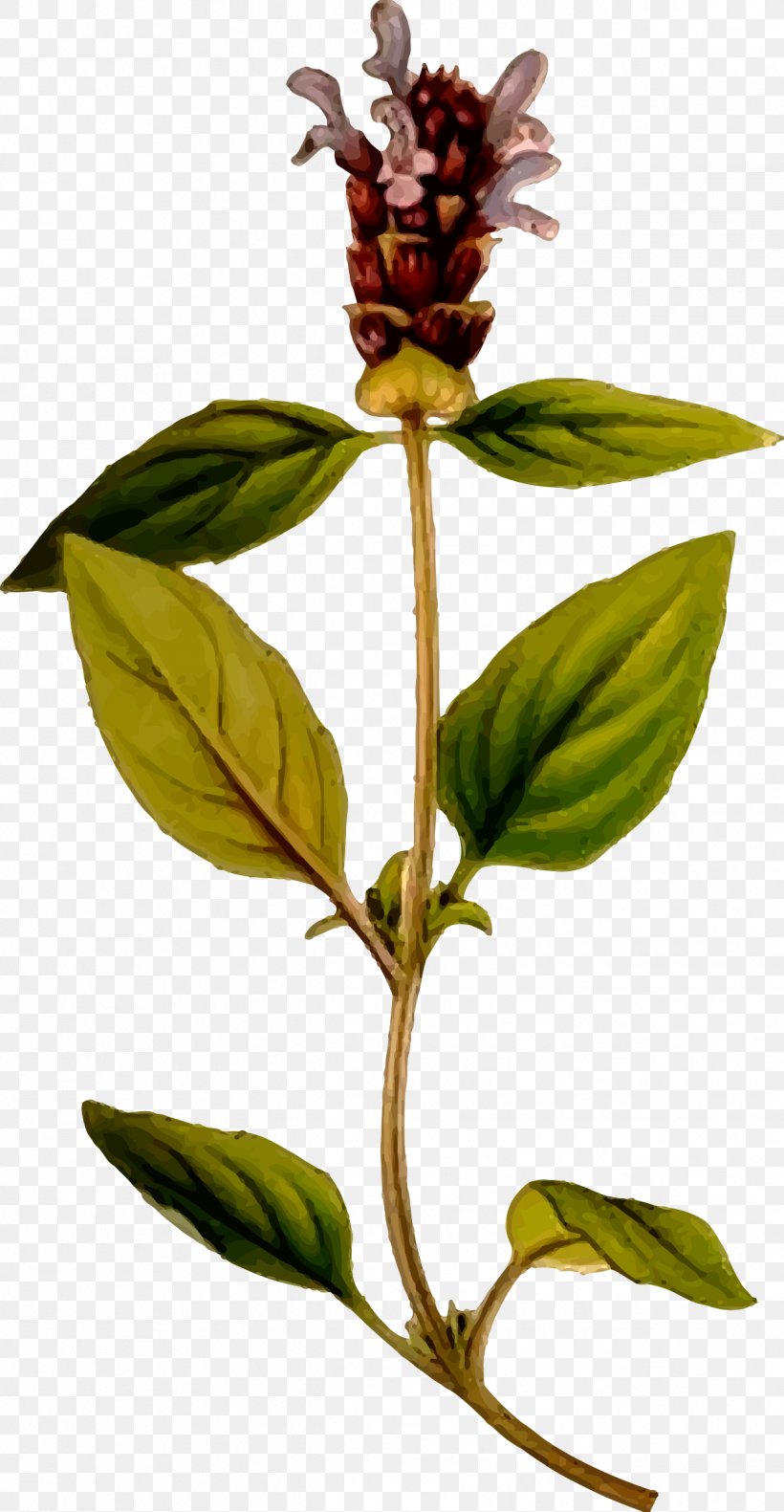 Prunella Vulgaris Nordens Flora Plant Herb Prunella Grandiflora, PNG, 1244x2400px, Prunella Vulgaris, Branch, Carl Axel Magnus Lindman, Flora, Flower Download Free