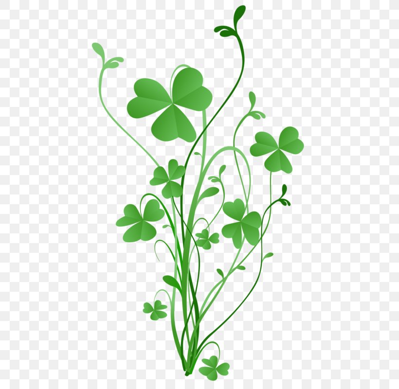 Saint Patrick's Day Shamrock Four-leaf Clover Greeting & Note Cards, PNG, 463x800px, Shamrock, Branch, Clover, Flora, Flower Download Free