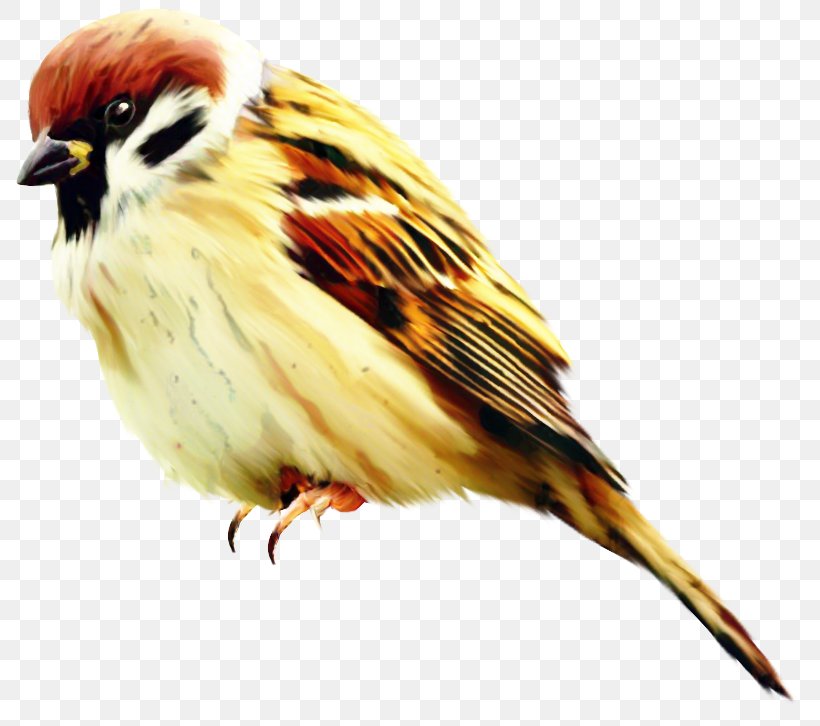 Cartoon Bird, PNG, 799x726px, Sparrow, American Sparrows, Beak, Bird, Bobolink Download Free