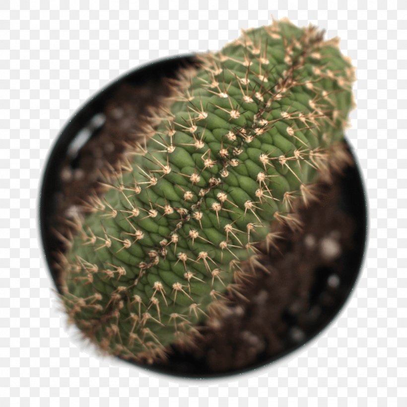 Hedgehog Cacti Prickly Pear Echinocereus Succulent Plant Thorns, Spines, And Prickles, PNG, 1024x1024px, Hedgehog Cacti, Cactus, Caryophyllales, Echinocereus, Gymnocalycium Download Free