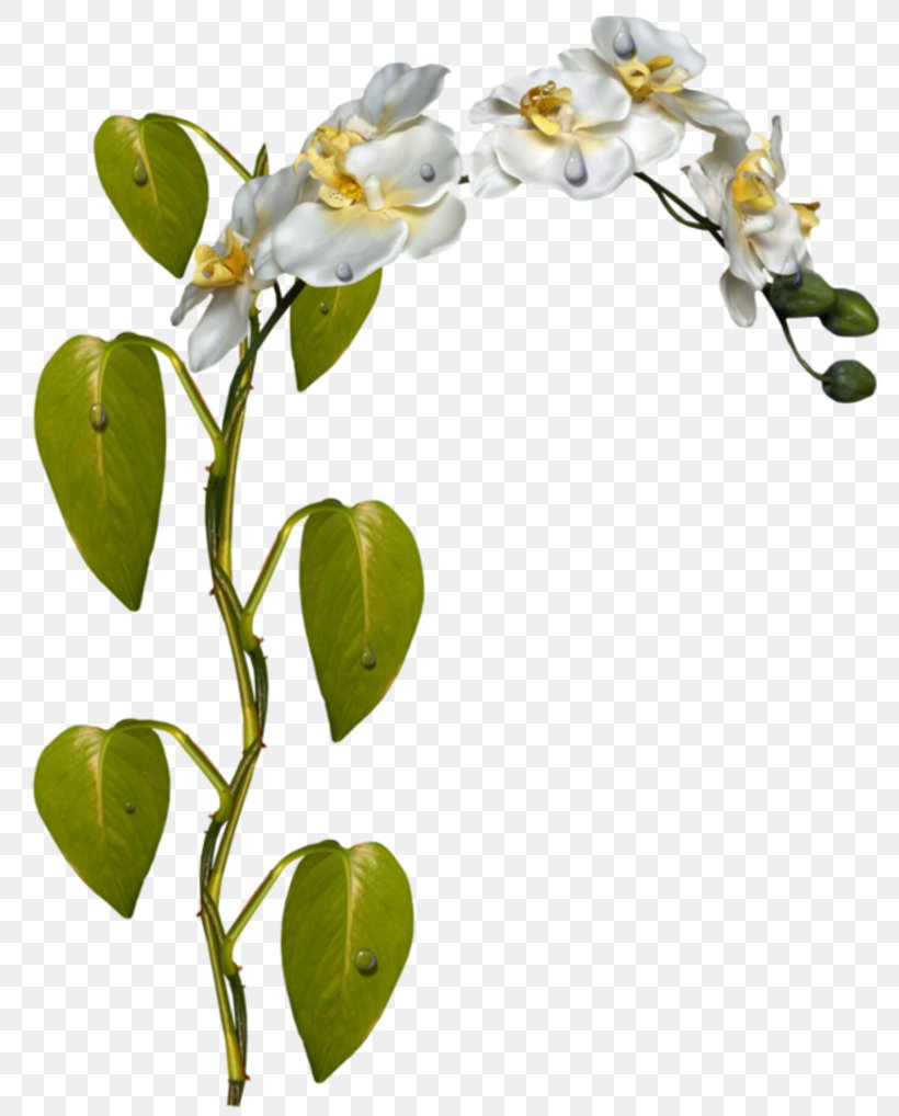 Plant Stem Flower Moth Orchids Clip Art, PNG, 800x1018px, Plant Stem, Blossom, Branch, Bud, Flora Download Free