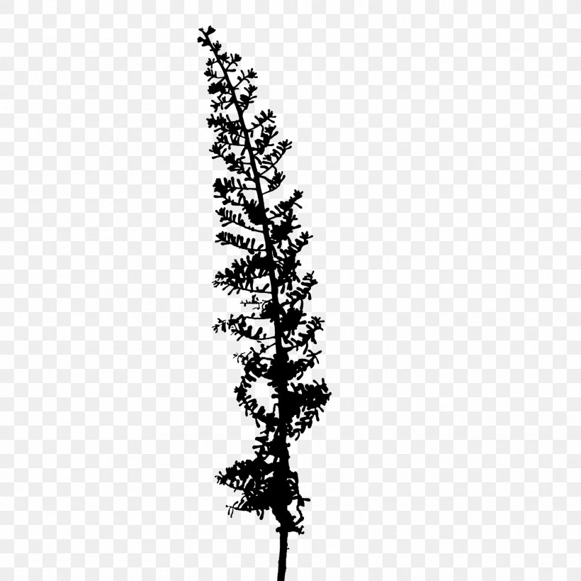 Plant Stem Twig Leaf Plants, PNG, 1921x1920px, Plant Stem, American Larch, Blackandwhite, Branch, Flower Download Free