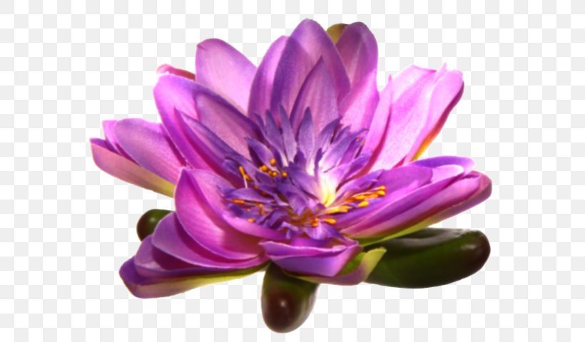 Purple Petal Flower Mauve Violet, PNG, 578x480px, Purple, Annual Plant, Aquatic Plant, Aquatic Plants, Blue Download Free