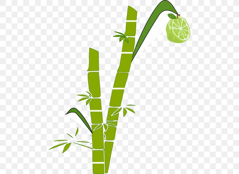Sugarcane Clip Art, PNG, 486x597px, Sugarcane, Grass, Grass Family, Grasses, Leaf Download Free