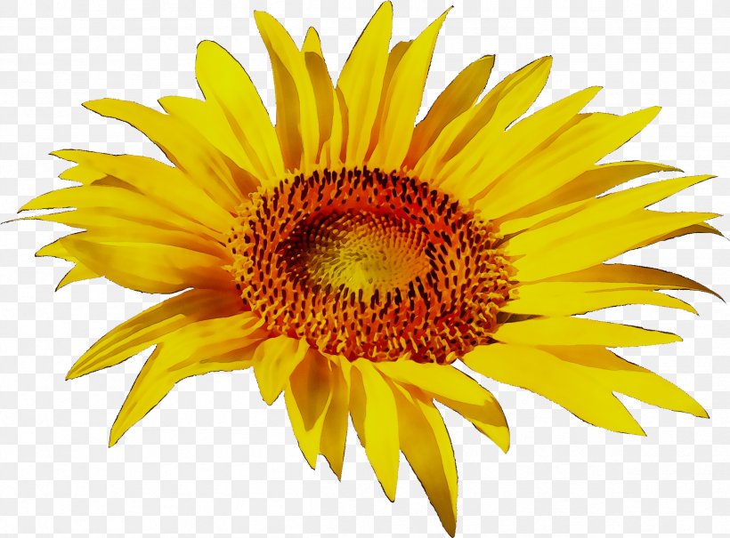 Clip Art Transparency Image Sunflower, PNG, 2409x1780px, 2018, Sunflower, Annual Plant, Asterales, Common Sunflower Download Free