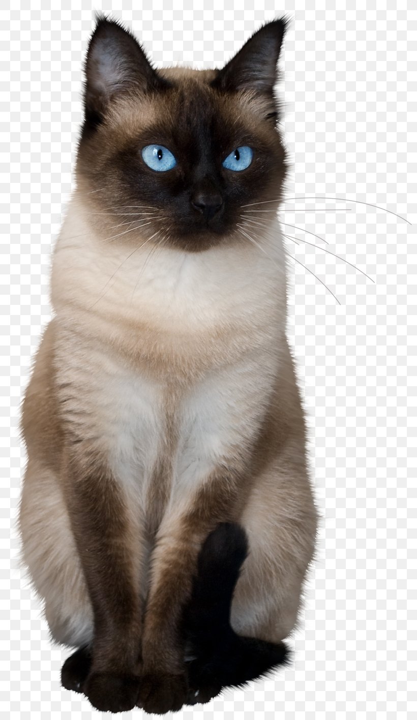 Thai Cat Siamese Cat Balinese Cat Birman Ragdoll, PNG, 803x1417px, Thai Cat, Animal, Balinese, Balinese Cat, Birman Download Free