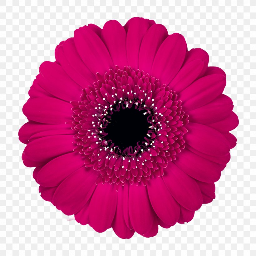 Transvaal Daisy Flower Stock Photography Color, PNG, 1772x1772px, Transvaal Daisy, Color, Cut Flowers, Daisy Family, Flower Download Free
