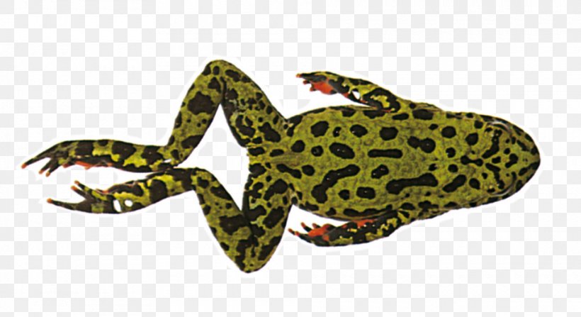 True Frog Frog And Toad Amphibian, PNG, 960x524px, Frog, American Bullfrog, Amphibian, Bullfrog, Firebellied Toad Download Free