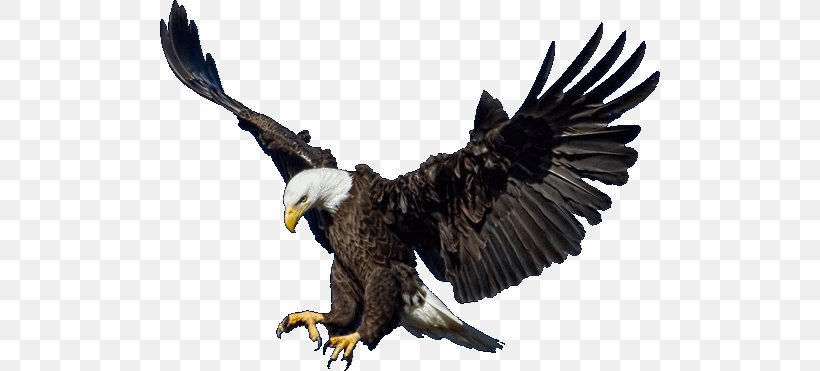 Bald Eagle Clip Art, PNG, 500x371px, Bald Eagle, Accipitriformes, Beak, Bird, Bird Of Prey Download Free