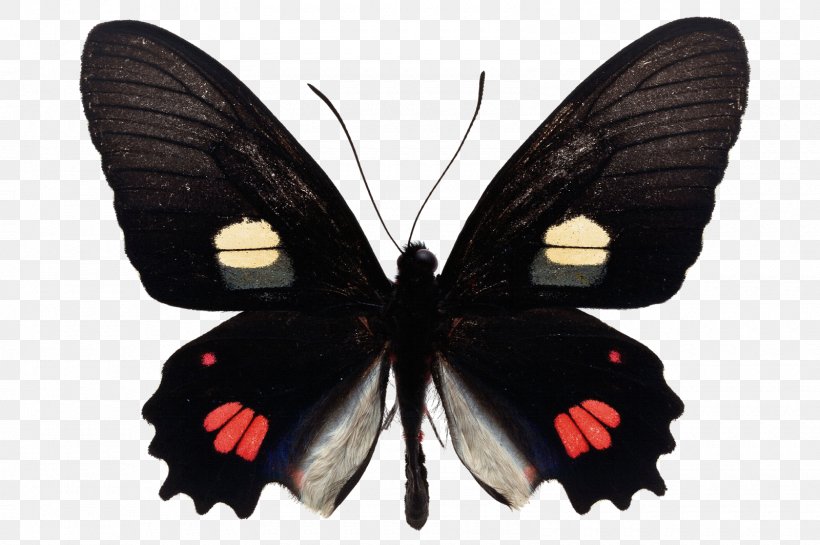 Butterfly Image Vector Graphics Photography, PNG, 1600x1064px, Butterfly, Arthropod, Brush Footed Butterfly, Butterflies, Butterflies And Moths Download Free