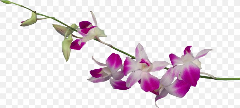 Dendrobium Orchids Flower Clip Art, PNG, 1600x722px, Dendrobium, Blossom, Branch, Bud, Depositfiles Download Free