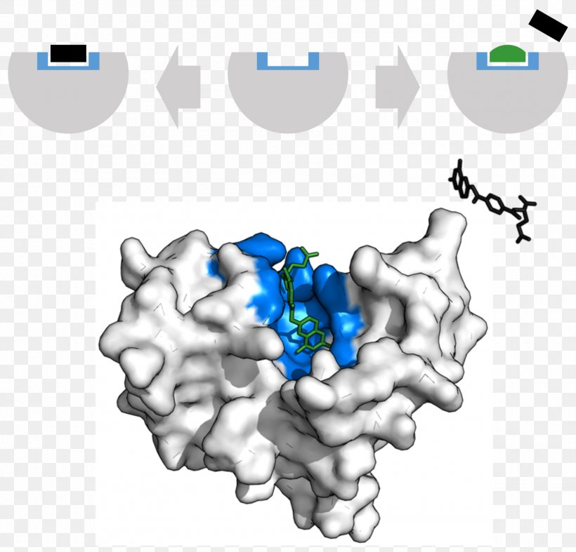 Enzyme Inhibitor Dihydrofolate Reductase Catalysis Active Site, PNG