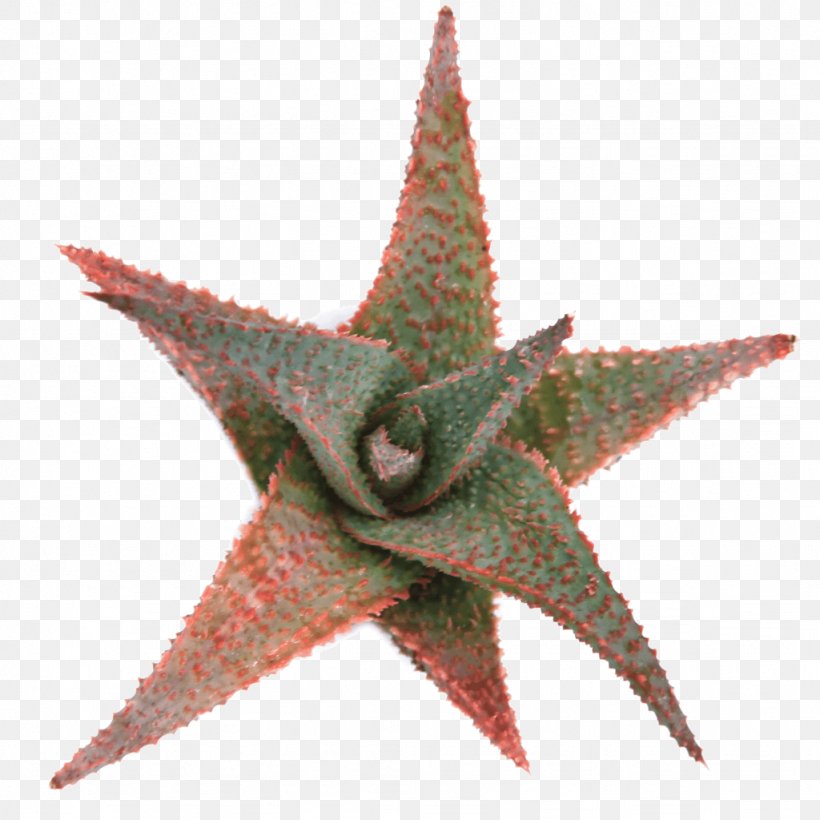 Starfish Aloe Vera, PNG, 1024x1024px, Starfish, Aloe, Aloe Vera, Echinoderm, Invertebrate Download Free