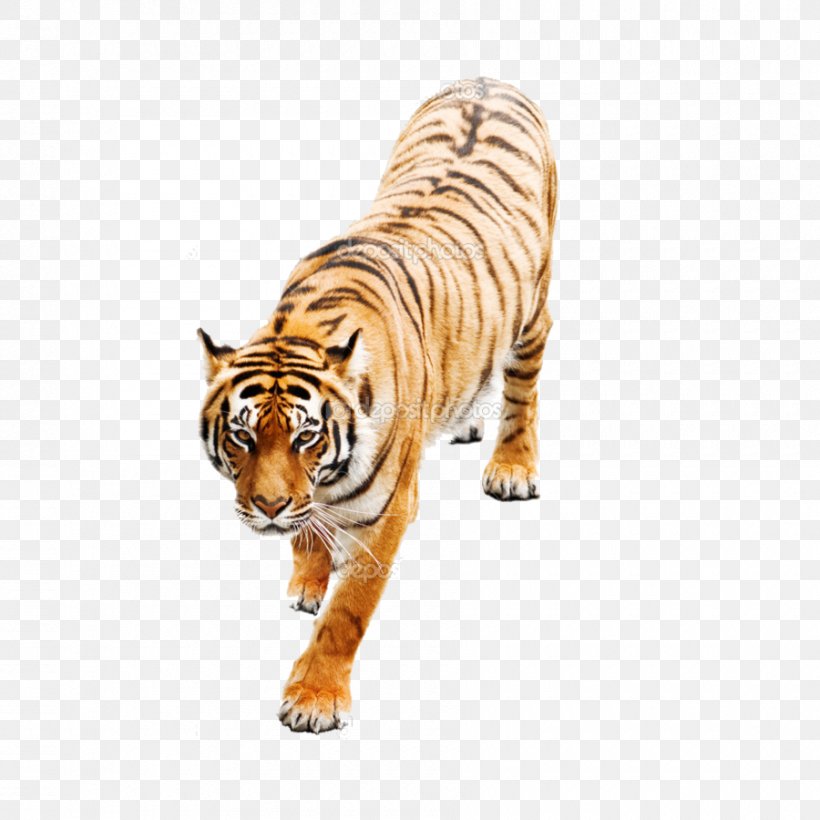 Stock Photography White Tiger Image Siberian Tiger, PNG, 900x900px, Stock Photography, Animal, Animal Figure, Bengal Tiger, Big Cats Download Free