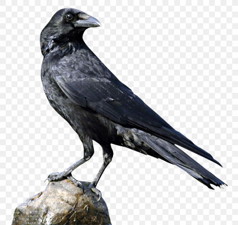 Rook American Crow, PNG, 1024x968px, Rook, American Crow, Beak, Bird, Common Raven Download Free
