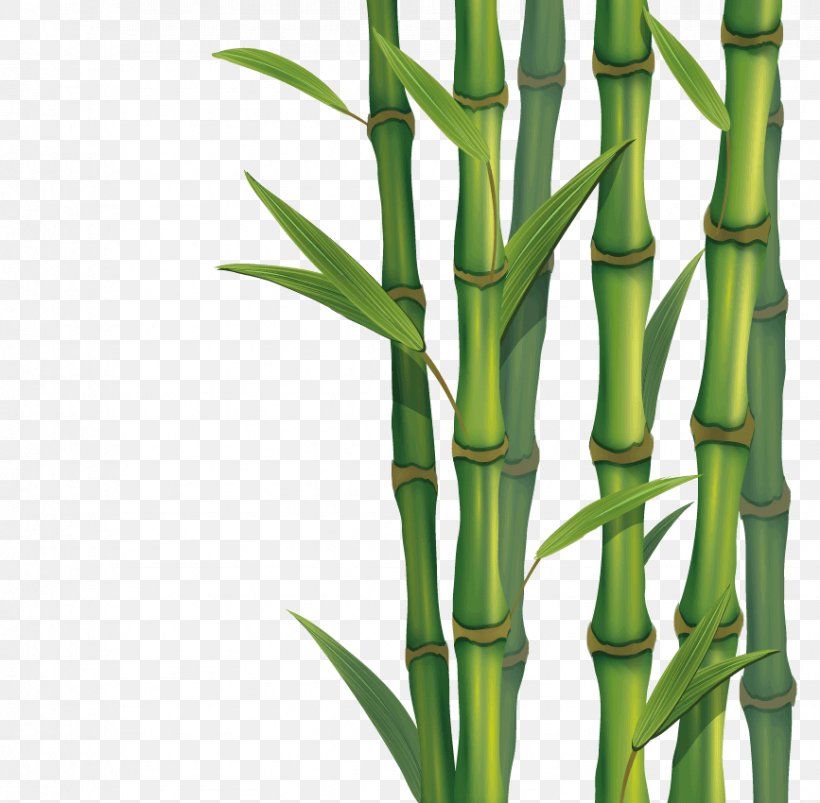 Tropical Woody Bamboos Skin, PNG, 867x850px, Bamboo, Canon, Commodity, Furniture, Grass Family Download Free