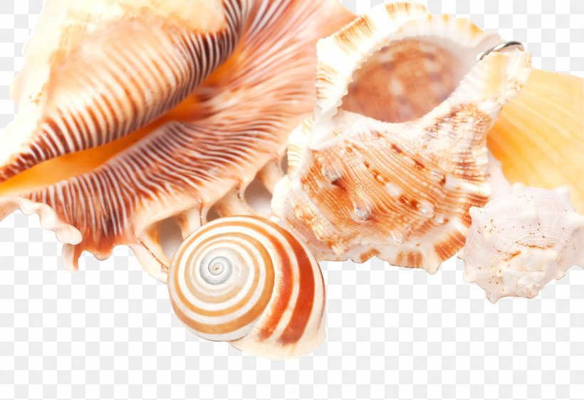 Conch High-definition Television Seashell, PNG, 1900x1303px, Conch, Animal Source Foods, Caracol, Close Up, Cockle Download Free