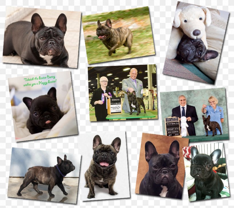 French Bulldog Dog Breed Non-sporting Group, PNG, 850x755px, French Bulldog, Breed, Breed Group Dog, Bulldog, Carnivoran Download Free