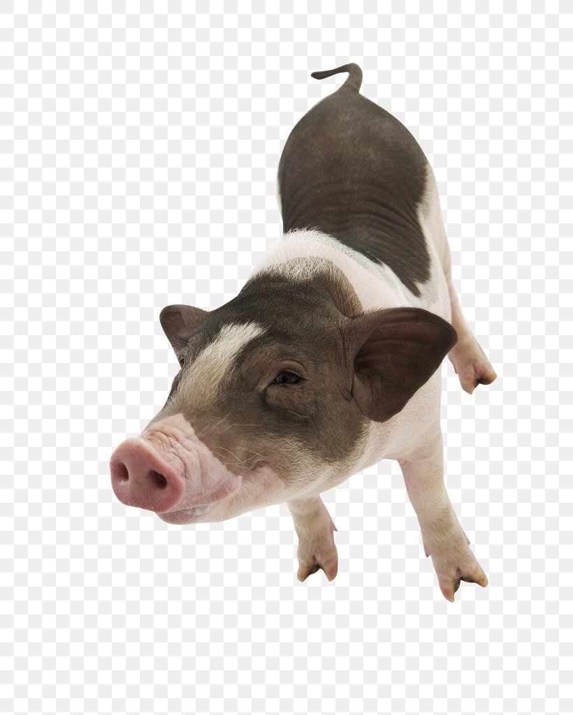 Large White Pig Pet Photography, PNG, 681x1024px, Large White Pig, Blue, Cattle Like Mammal, Cuteness, Domestic Pig Download Free