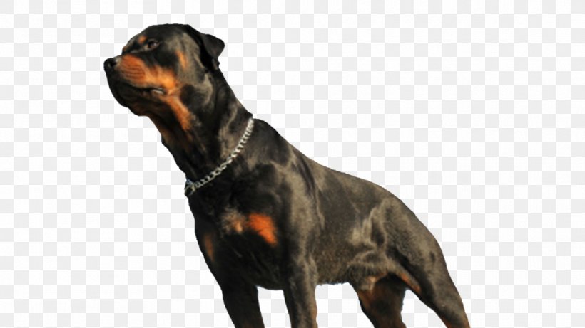 Rottweiler Dog Breed Dog Bite Snout, PNG, 986x555px, Rottweiler, Breed, Carnivoran, Character Structure, Description Download Free