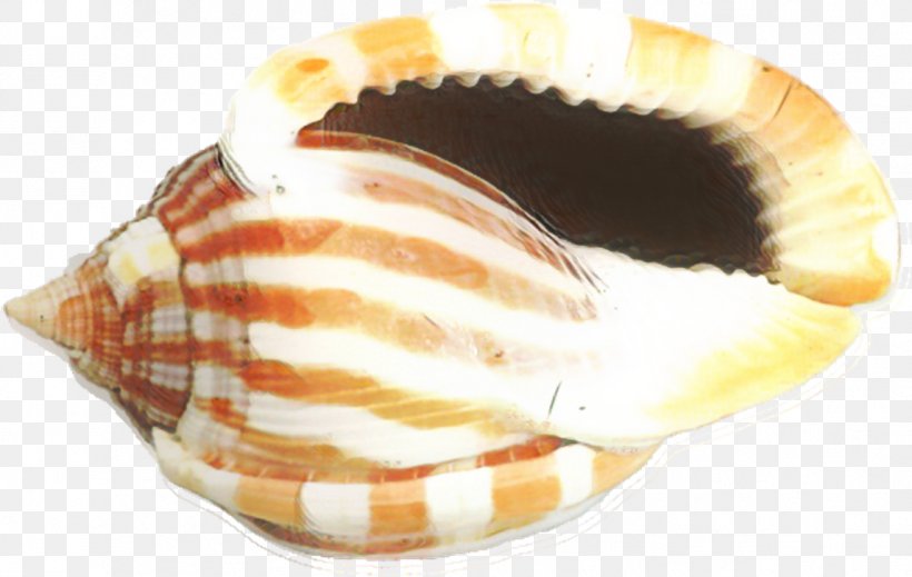 Snail Cartoon, PNG, 1147x726px, Seashell, Baking Cup, Charonia Tritonis, Cockle, Conch Download Free