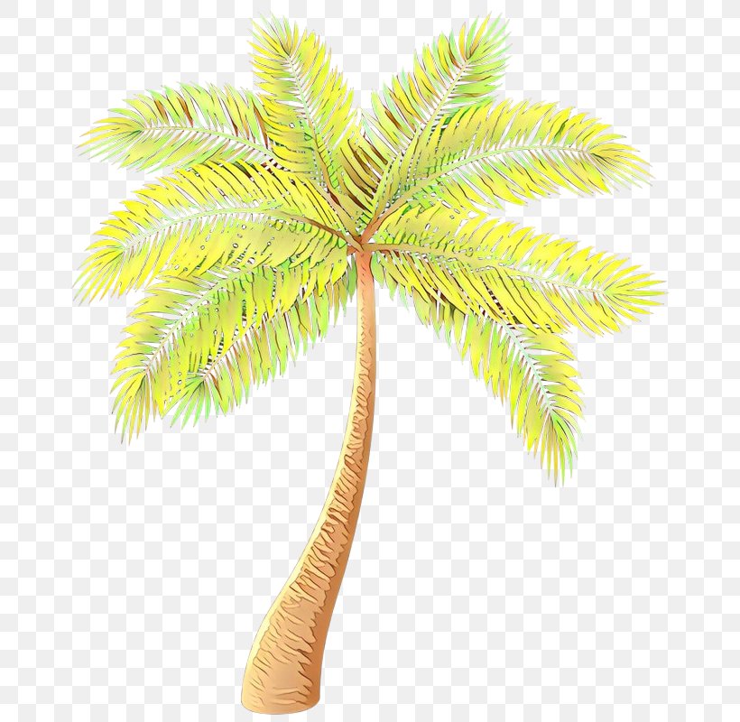 Asian Palmyra Palm Date Palm Palm Trees Coconut Plants, PNG, 684x800px, Asian Palmyra Palm, Arecales, Borassus, Coconut, Date Palm Download Free