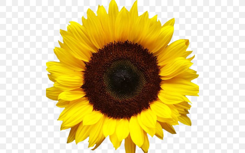 Common Sunflower Clip Art, PNG, 512x512px, Common Sunflower, Asterales, Daisy Family, Display Resolution, Document Download Free