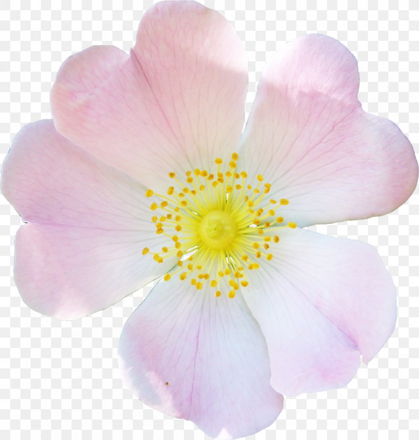 Rosaceae Dog-rose Rosa Rubiginosa Flower Petal, PNG, 1049x1101px, Rosaceae, Blossom, Dogrose, Family, Flower Download Free