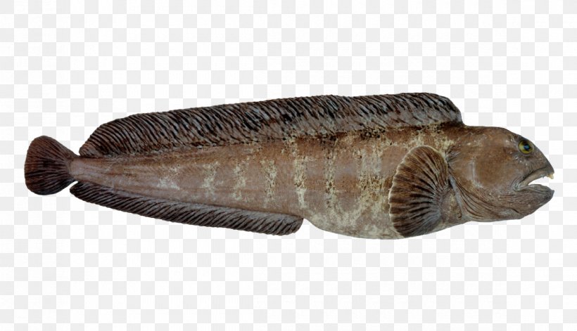 Atlantic Wolffish Norway Atlantic Herring Atlantic Mackerel, PNG, 1160x667px, Fish, Animal Source Foods, Atlantic Cod, Atlantic Herring, Atlantic Mackerel Download Free