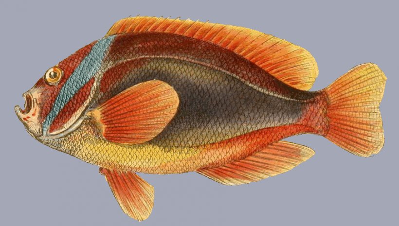 Bony Fishes Animal Marine Biology Cushion, PNG, 900x511px, Fish, Animal, Aquatic Animal, Biology, Bony Fish Download Free
