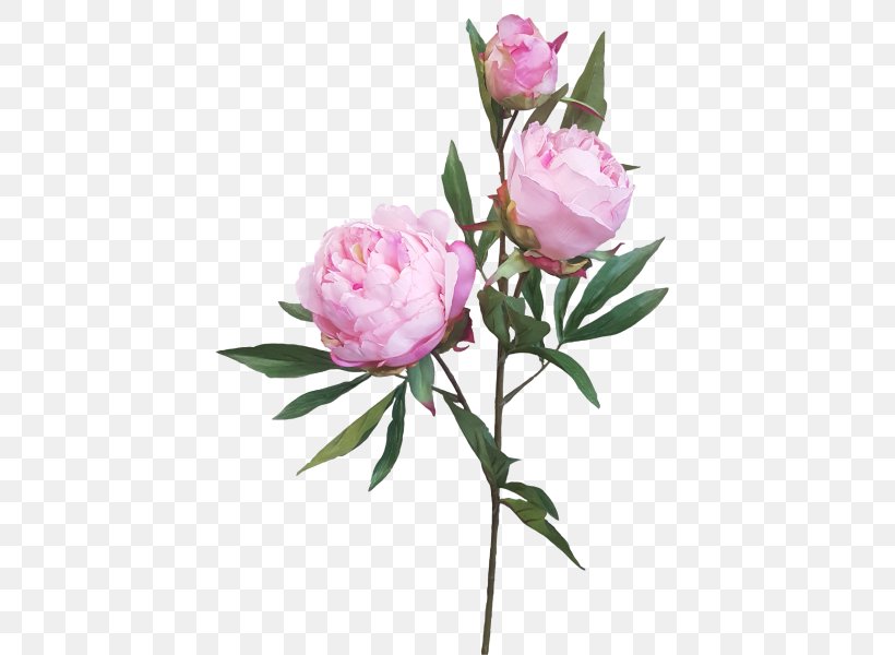 Centifolia Roses Garden Roses Peony Artificial Flower, PNG, 800x600px, Centifolia Roses, Artificial Flower, Bud, Cut Flowers, Flower Download Free