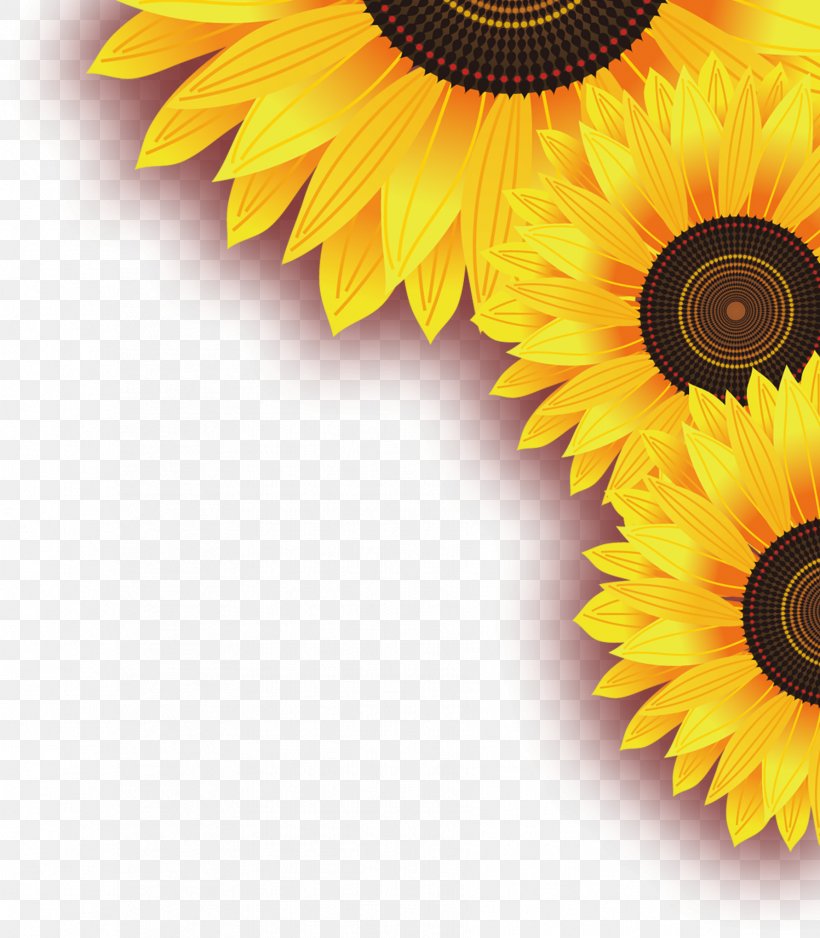 Common Sunflower Yellow Leaf, PNG, 1783x2041px, Common Sunflower, Close Up, Daisy Family, Dimension, Flower Download Free