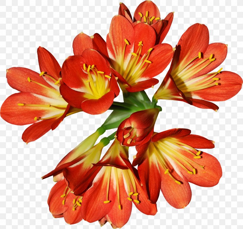 Flower Flowering Plant Natal Lily Petal Plant, PNG, 1600x1509px, Flower, Cut Flowers, Flowering Plant, Natal Lily, Pedicel Download Free