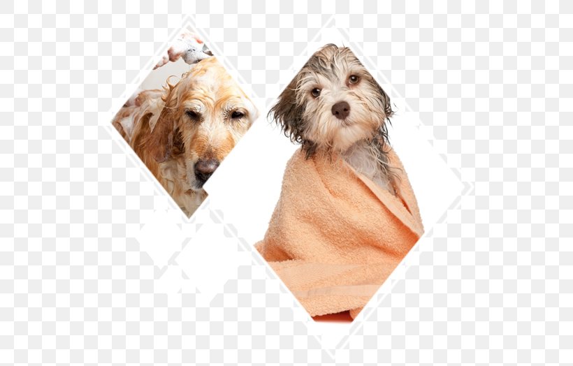 Puppy Havanese Dog Dog Grooming Cat Chihuahua, PNG, 550x524px, Puppy, Animal Rescue Group, Bathing, Carnivoran, Cat Download Free
