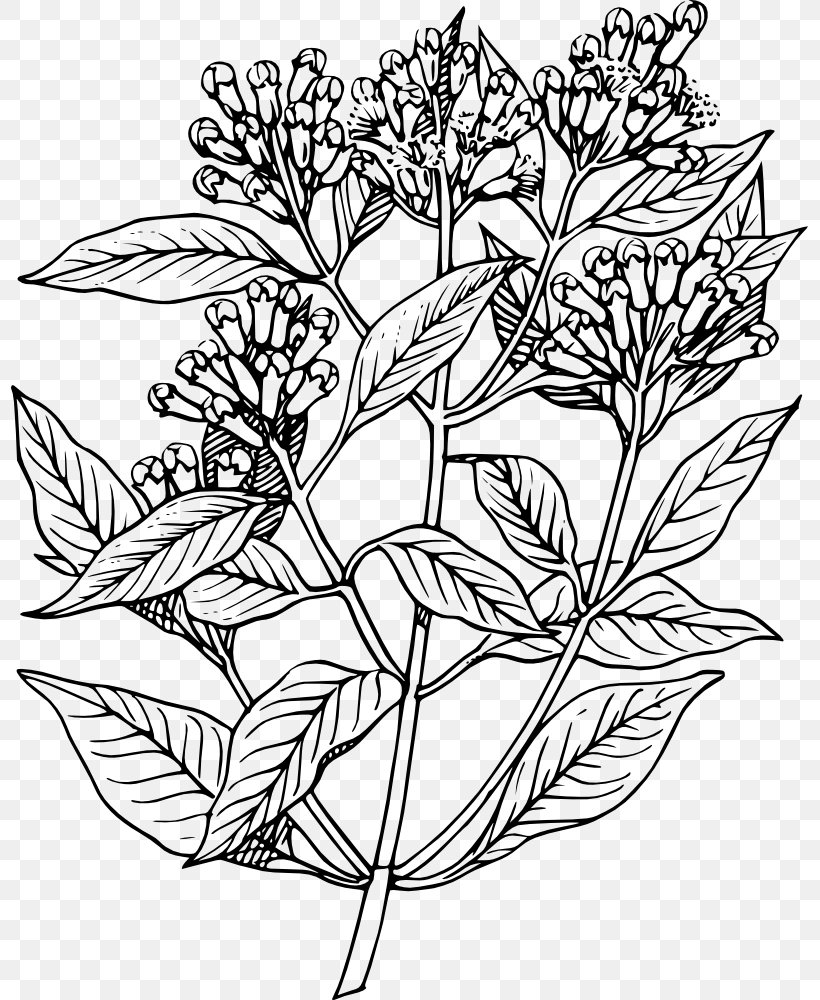 Download Clip Art, PNG, 797x1000px, Clove, Black And White, Branch, Drawing, Flora Download Free