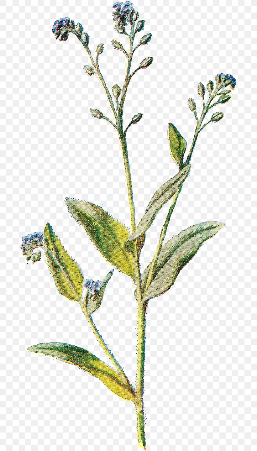 Flower Alpine Forget-me-not Plant Tatarian Aster Plant Stem, PNG, 689x1439px, Flower, Alpine Forgetmenot, Hairy Willowherb, Pedicel, Plant Download Free