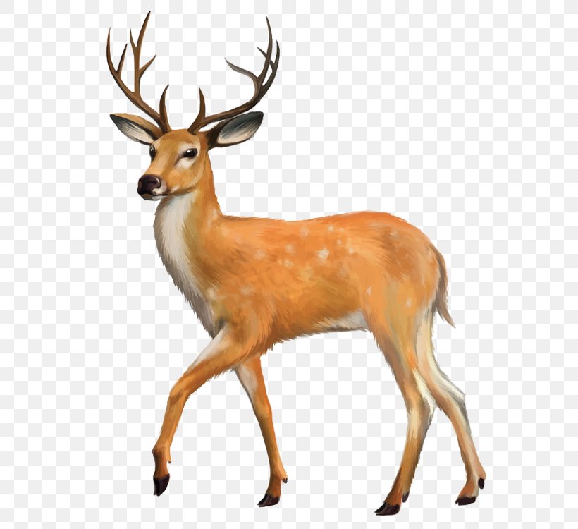 White-tailed Deer Red Deer Clip Art, PNG, 750x750px, Deer, Antler, Fallow Deer, Fauna, Horn Download Free
