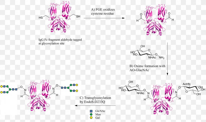 Aldehyde Tag Fragment Crystallizable Region Protein Tag Glycan, PNG, 1464x874px, Aldehyde, Aldehyde Tag, Antibody, Area, Brand Download Free