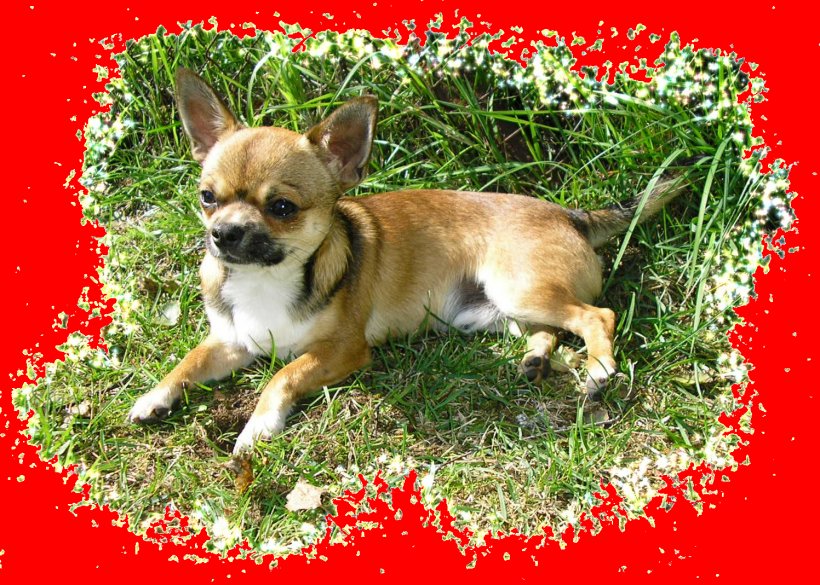 Corgi-Chihuahua Dog Breed Companion Dog Toy Dog, PNG, 1497x1069px, 2017, 2018, Chihuahua, American Staffordshire Terrier, Breed Download Free